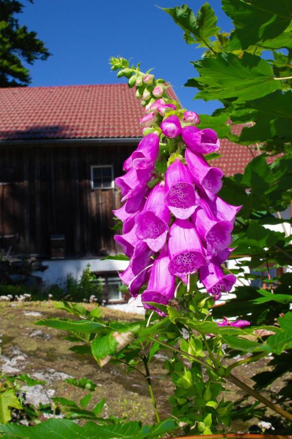 Ferienhaus Ploeckenstein Schwarzenberg am Bohmerwald المظهر الخارجي الصورة